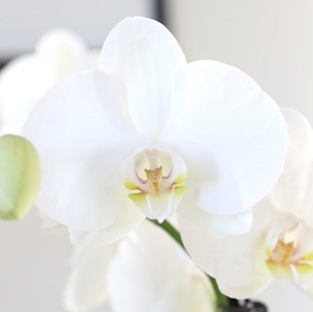 Elegant white orchid bloom showcasing delicate petals and subtle green accents.