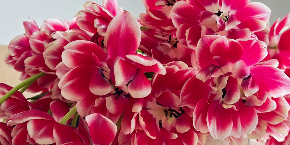 Pink Peony Tulips