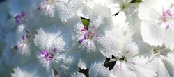 Close-up of white orchids with morning dew drops on petals, delicate purple centers visible, set against a soft-focus greenery background in natural sunlight.