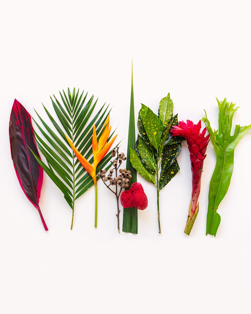 A vibrant array of tropical plants and flowers, including green palm leaves, a pink and red ginger flower, and a red anthurium against a white background.