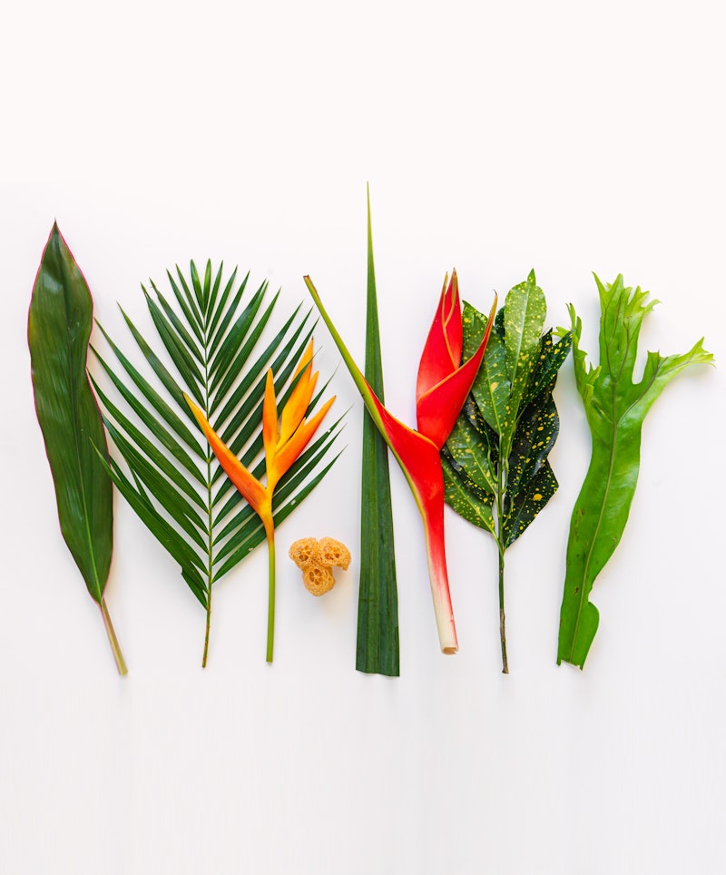 A vibrant collection of tropical foliage laid out on a white background, featuring a variety of leaves and flowers in different shapes and colors.
