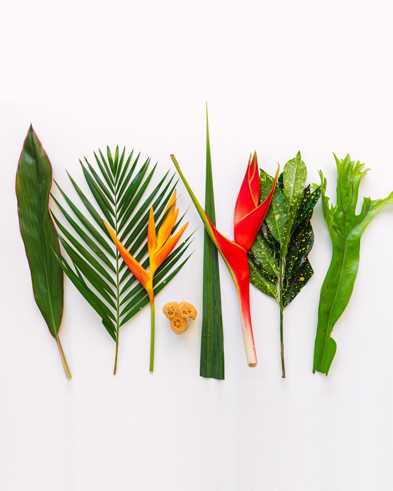 A vibrant collection of tropical foliage laid out on a white background, featuring a variety of leaves and flowers in different shapes and colors.