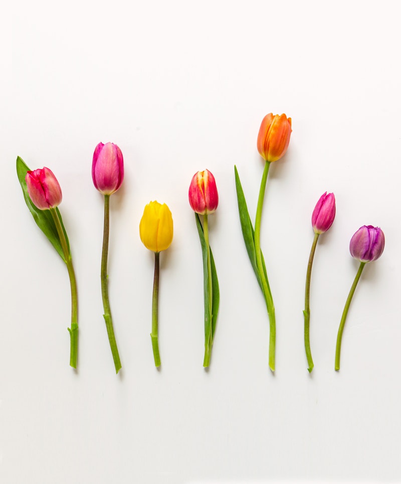 Colorful tulips in shades of pink, purple, orange, and yellow arranged in a row against a clean white background, showcasing the variety of spring flowers.