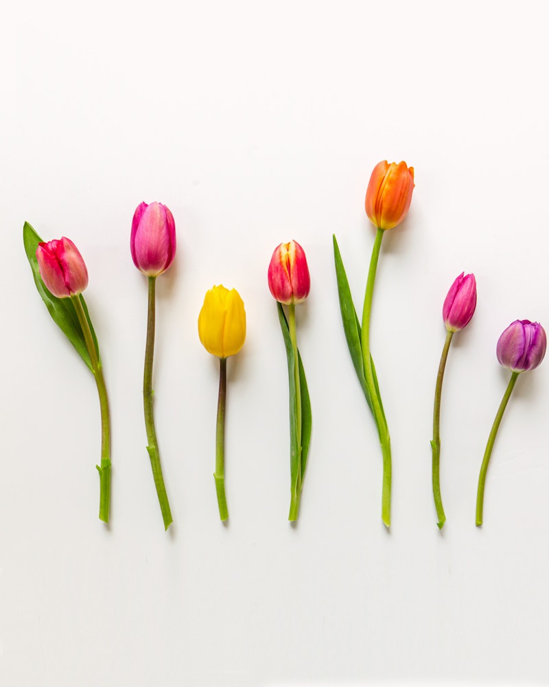 Colorful tulips in shades of pink, purple, orange, and yellow arranged in a row against a clean white background, showcasing the variety of spring flowers.