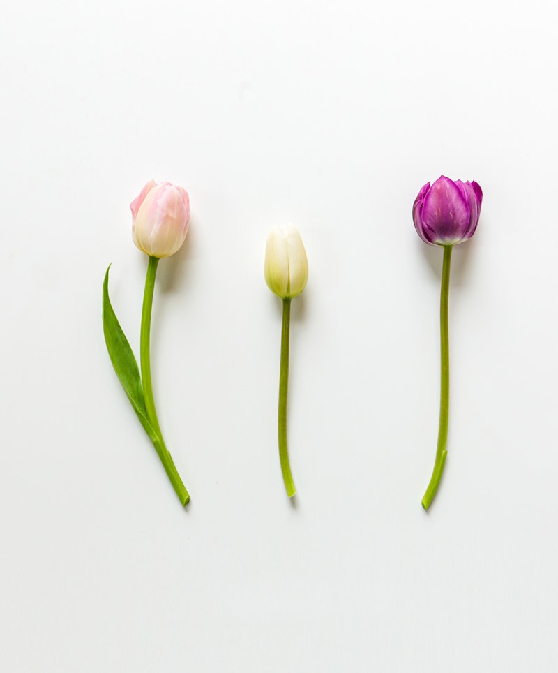 Three colorful tulips with long green stems arranged in a row on a bright white background, with varying shades of pink and purple petals.