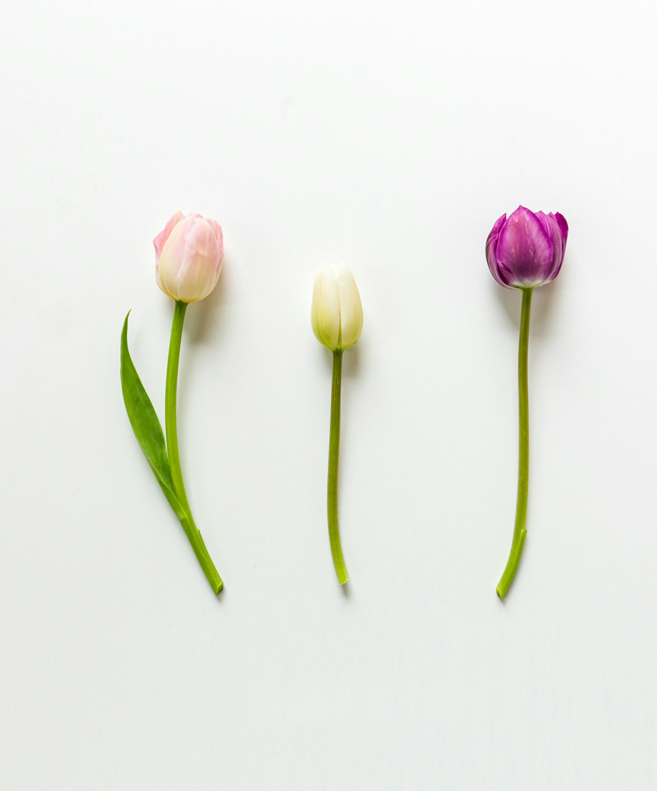 Delicate arrangement of tulips in soft pink, white, and purple against a clean background.