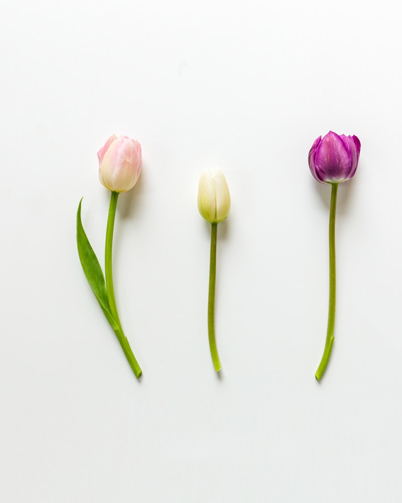 Three colorful tulips with long green stems arranged in a row on a bright white background, with varying shades of pink and purple petals.