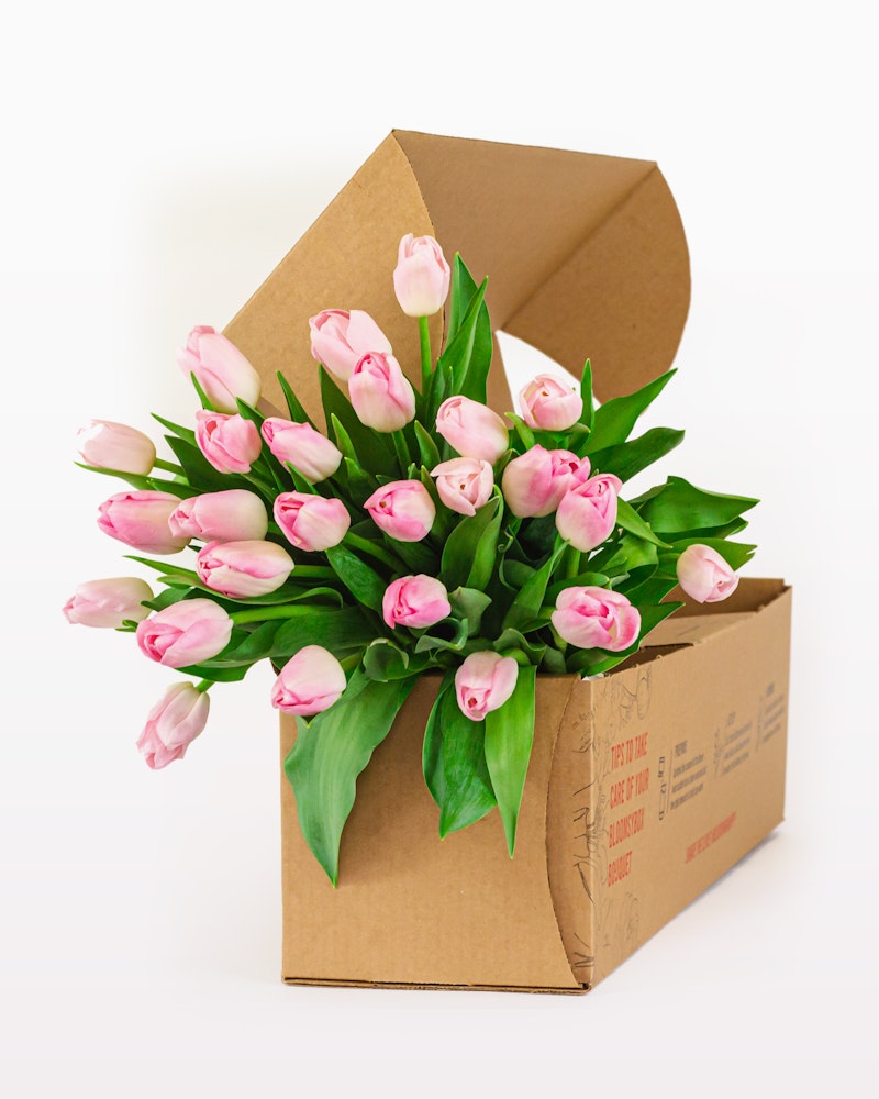 A cardboard box filled with fresh pink and white tulips with green leaves, partially open and presented against a white background, signifying a flower delivery.