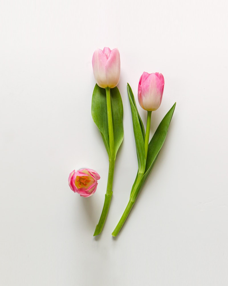 Two long-stemmed pink tulips and one bud against a white background, arranged vertically with a minimalist and fresh springtime feel.