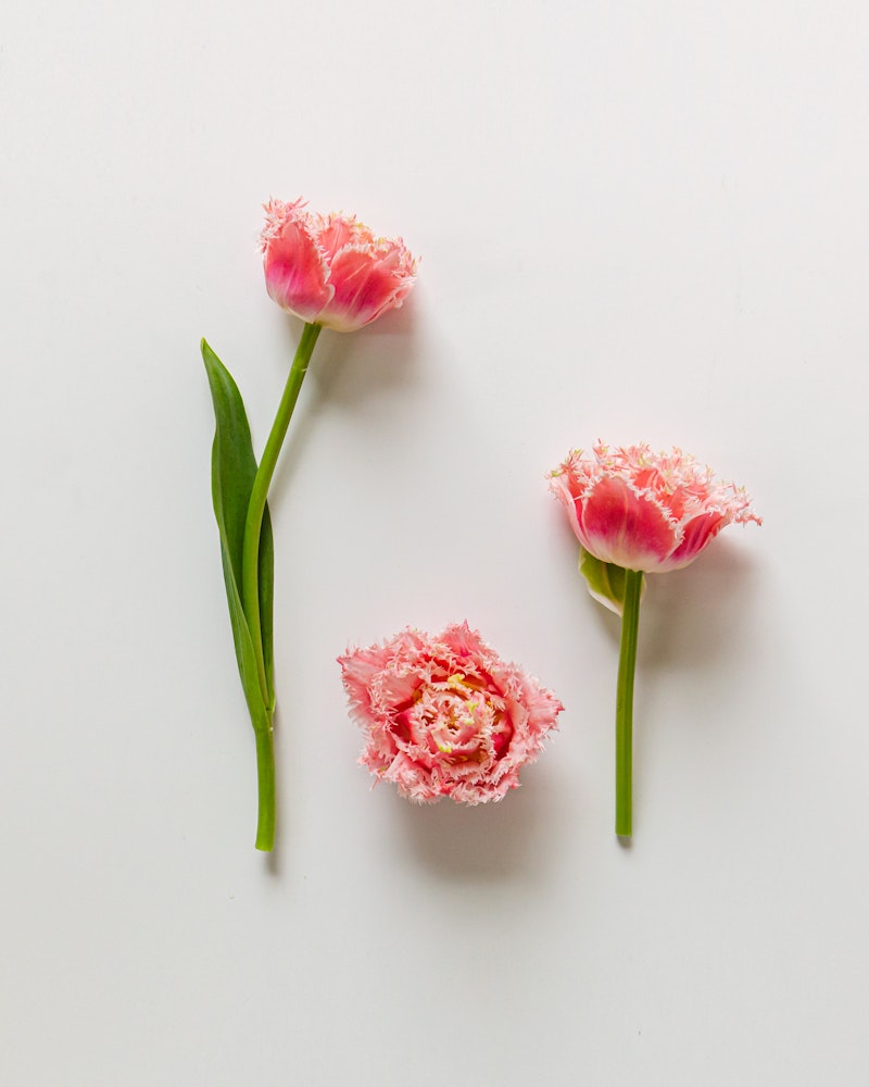 Three pink fringed tulips against a white background, with one tulip lying down and the other two standing upright, showing different stages of bloom.