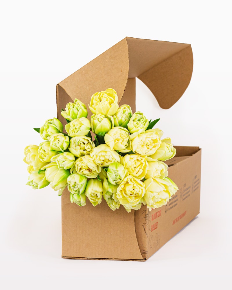 A bouquet of fresh yellow tulips spilling gracefully out of an open cardboard box against a clean white background, ready for delivery or gifting.