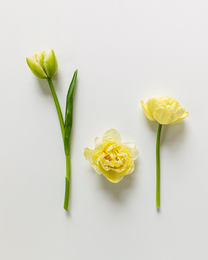 Three stages of yellow tulip bloom progression aligned on a white background, including a bud, half-open bloom, and a fully bloomed flower.