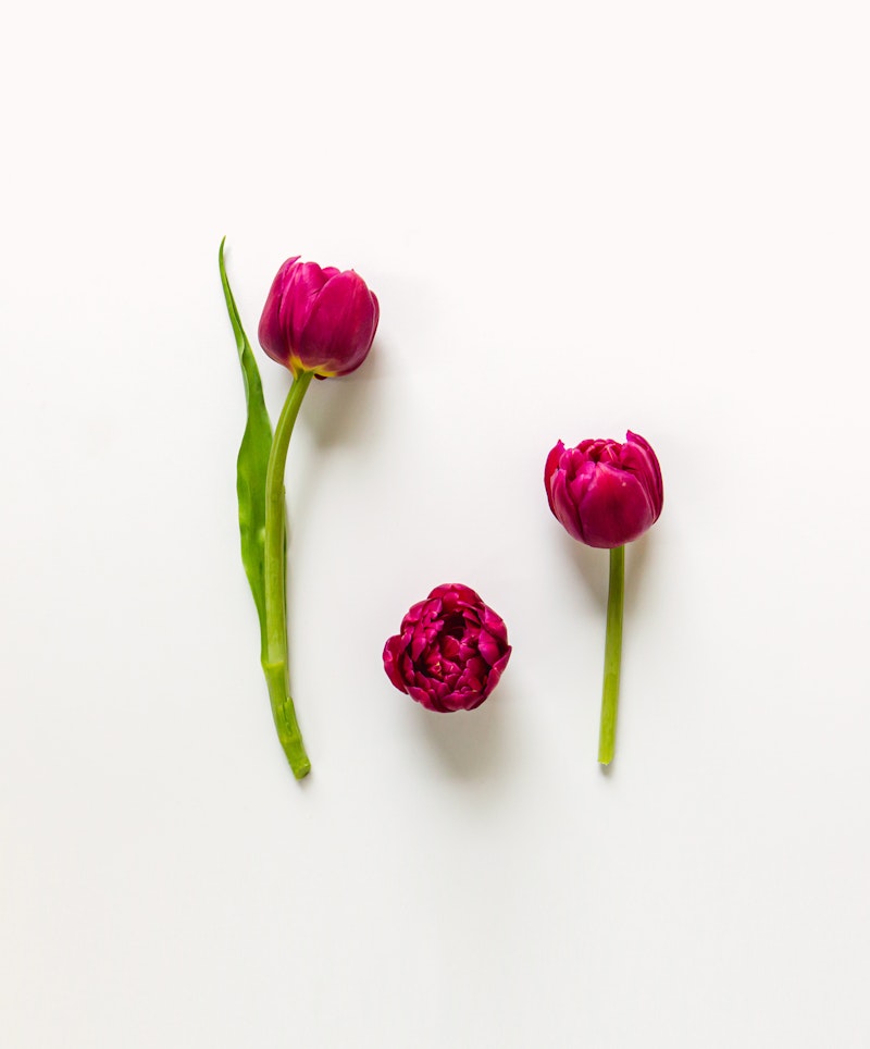 Three vibrant pink tulips with green stems arranged in a staggered layout on a clean white background, giving a minimalistic floral aesthetic.