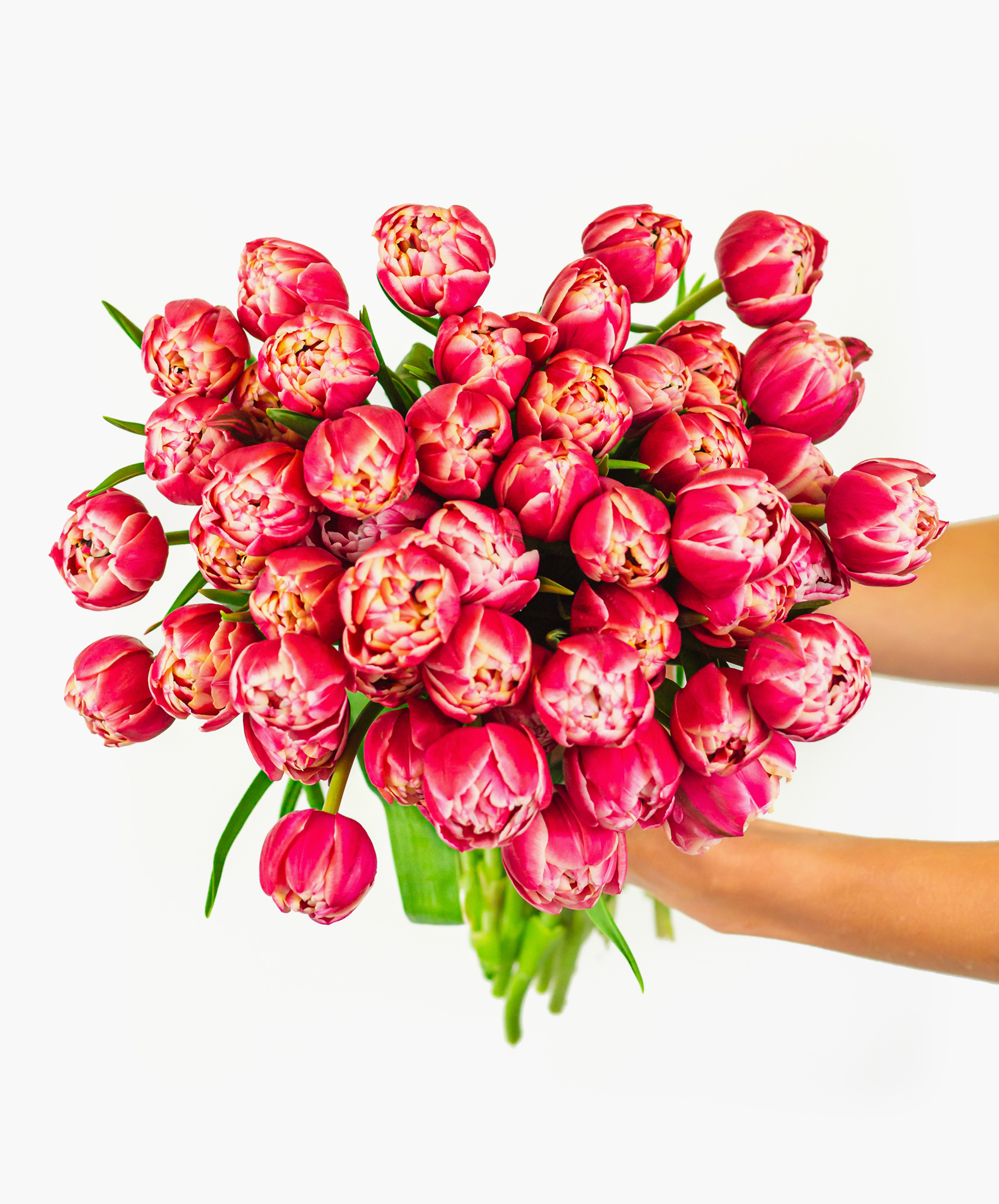 Tulips Tulip Bouquet Tulip Flower Flower Delivery