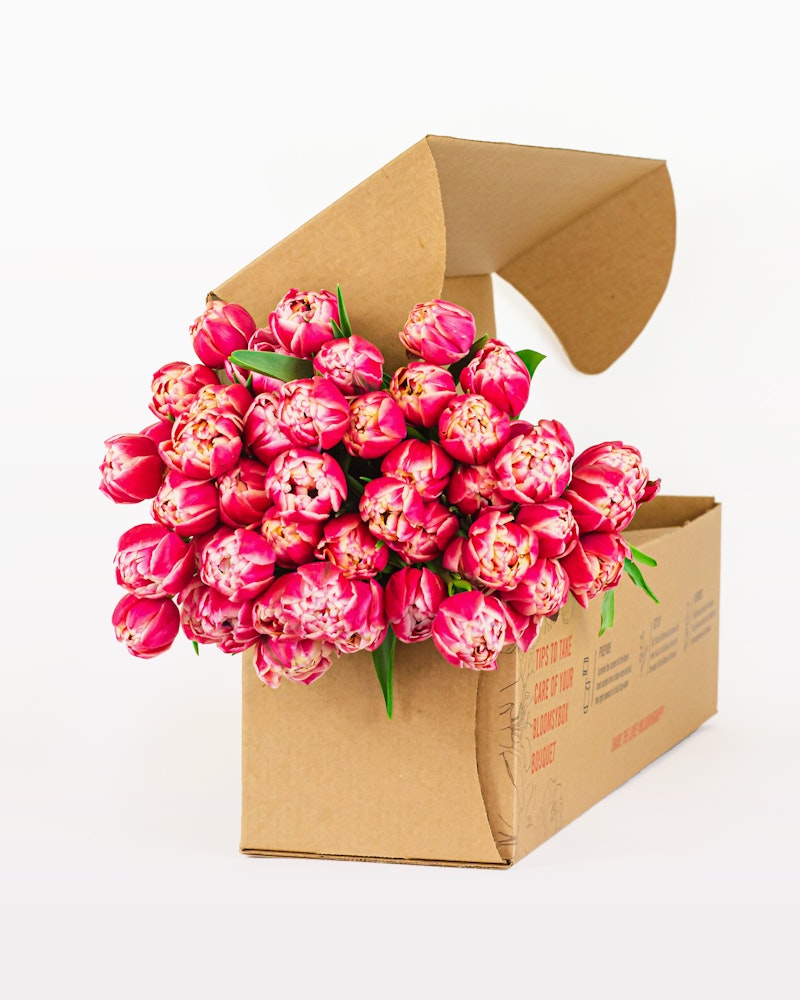 Bouquet of fresh pink tulips overflowing from an open cardboard box on a white background, illustrating online flower delivery service.