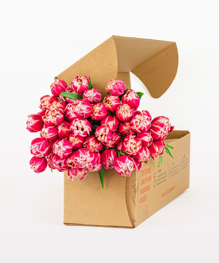 Vibrant pink tulips elegantly arranged, spilling from a stylish cardboard box.