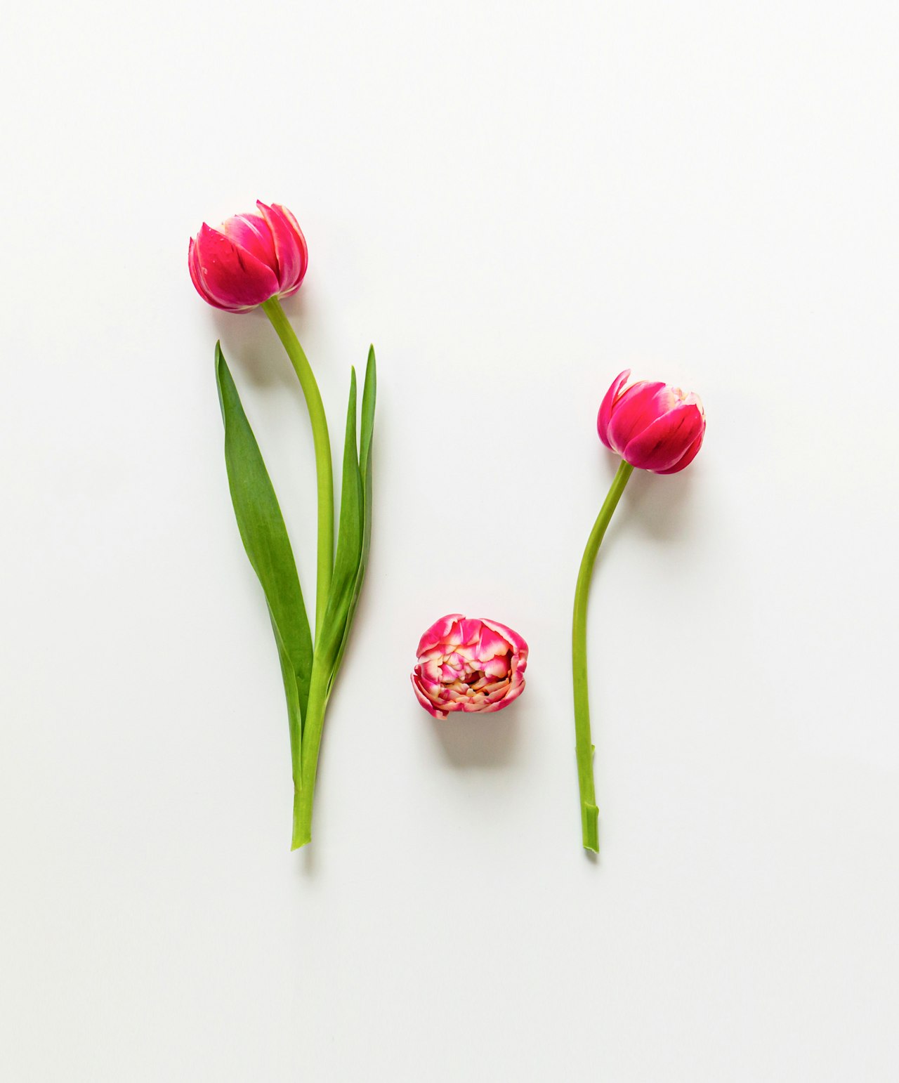 Vibrant pink tulips with green leaves arranged artistically on a white background.