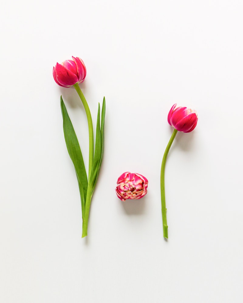 Three pink tulips with green stems and leaves arranged symmetrically on a white background, with one tulip head detached and lying on its side.
