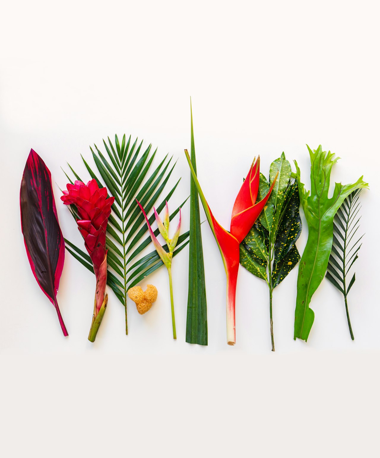 A vibrant assortment of tropical leaves and flowers arranged artistically on a white background.