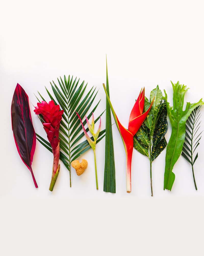 Vibrant selection of various tropical leaves and flowers neatly arranged in a row against a bright white background, showcasing a natural color palette.