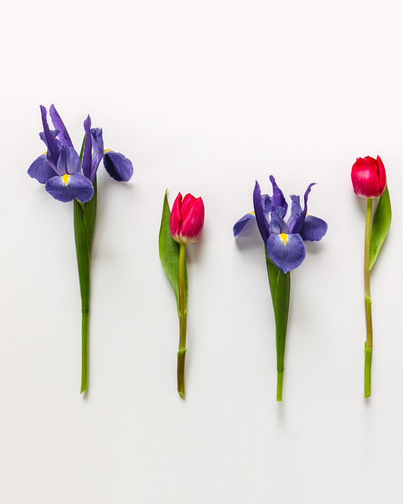 Three purple irises and two pink tulips arranged in a row on a clean white background, creating a simple and elegant floral display.
