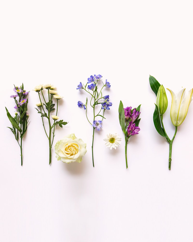 Assortment of fresh flowers laid out in a row on a white background, including a white rose, daisies, and lilies, with a focus on their natural beauty.