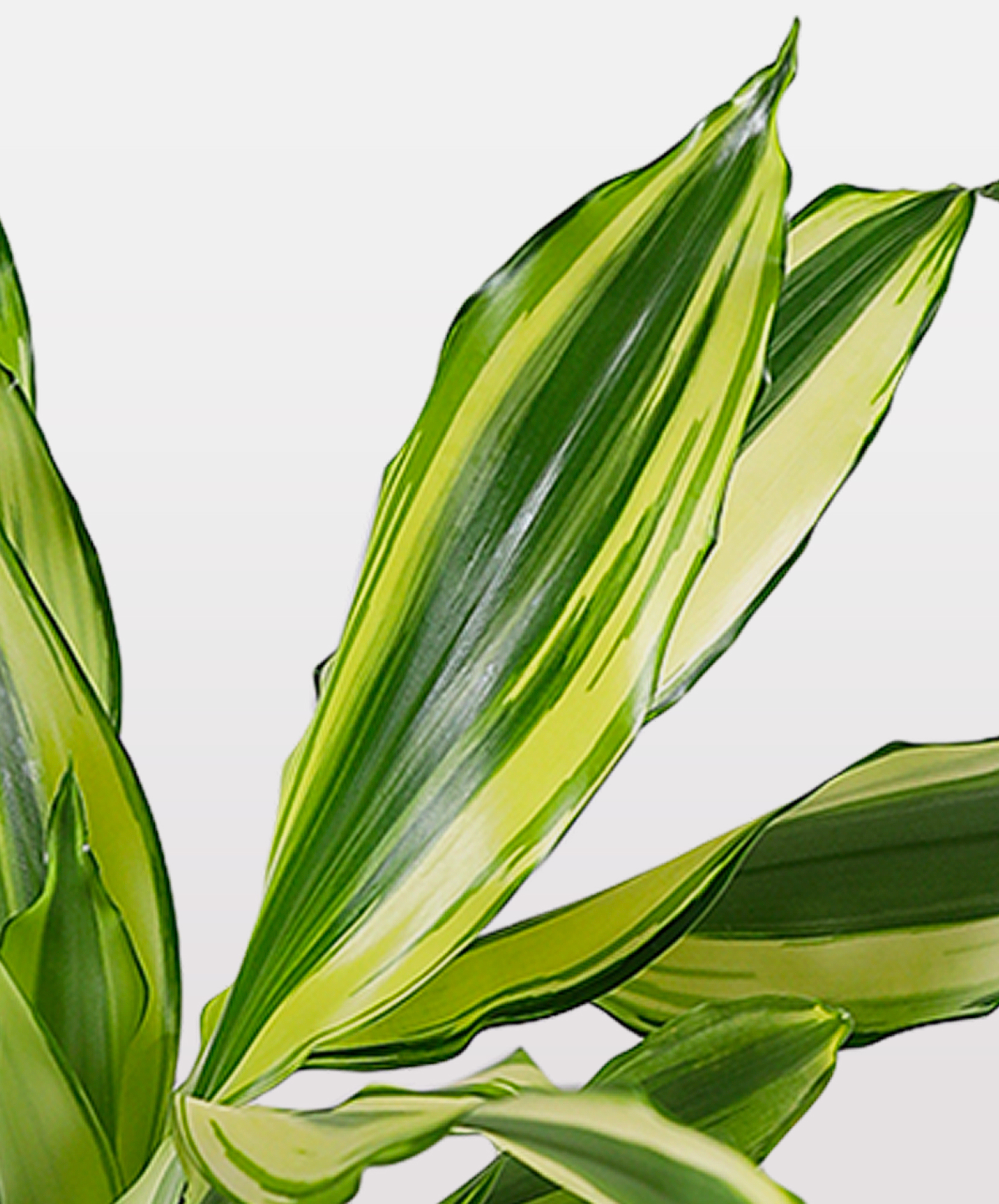 Yellow Star Dracaena | Vibrant Plant Beauty | BloomsyBox