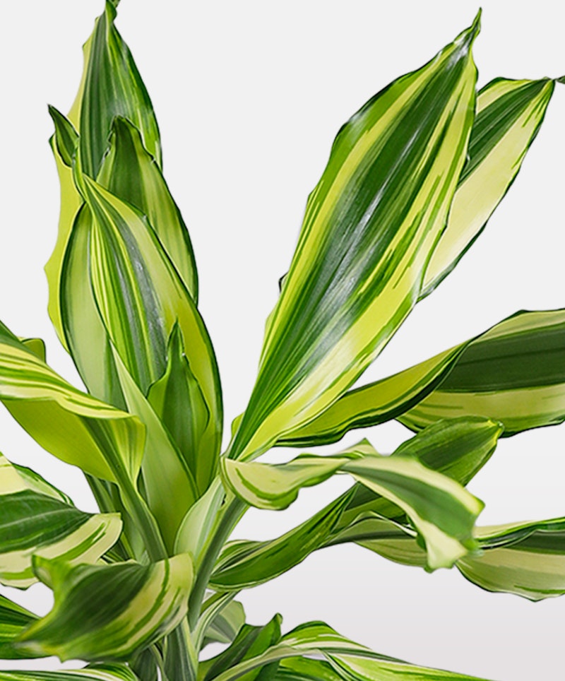 Variegated Dracaena fragrans 'Massangeana' plant, also known as corn plant, with long green leaves and yellow stripes, isolated on a white background.
