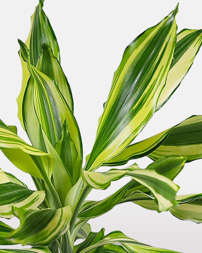 Variegated Dracaena fragrans 'Massangeana' plant, also known as corn plant, with long green leaves and yellow stripes, isolated on a white background.