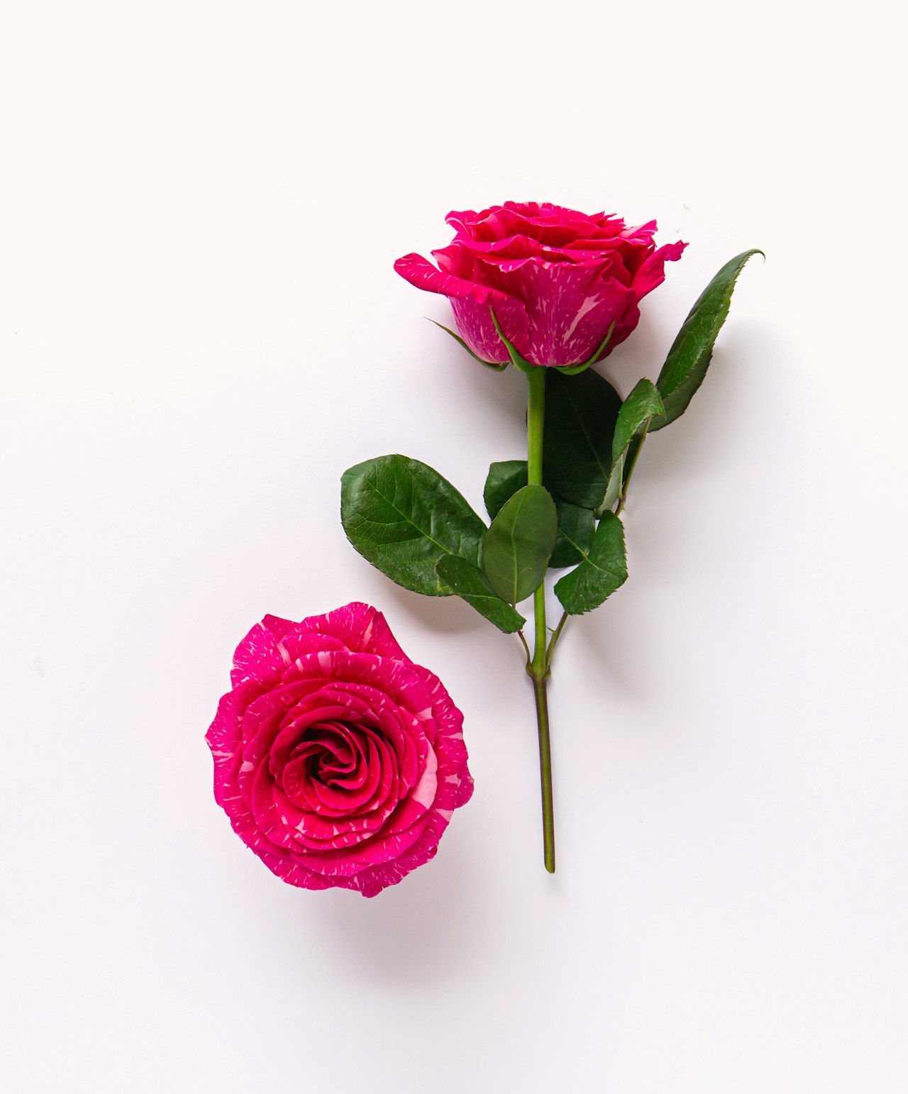Vibrant pink roses with delicate petals, showcasing nature's beauty and elegance.