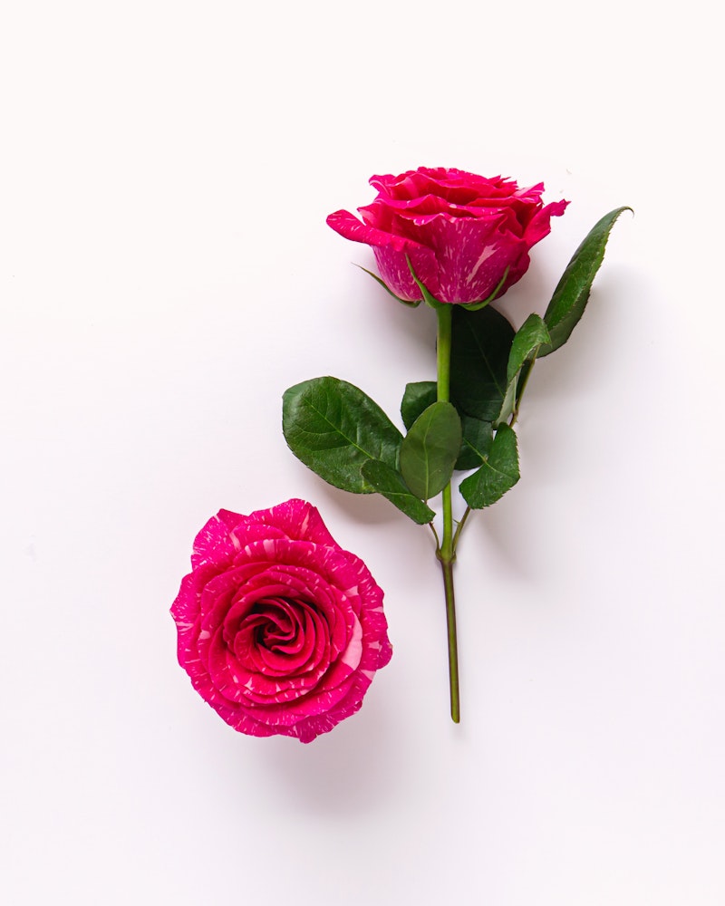 Two vibrant pink roses with green leaves, fresh with water droplets, laid out elegantly on a clean white background, creating a minimalistic floral concept.