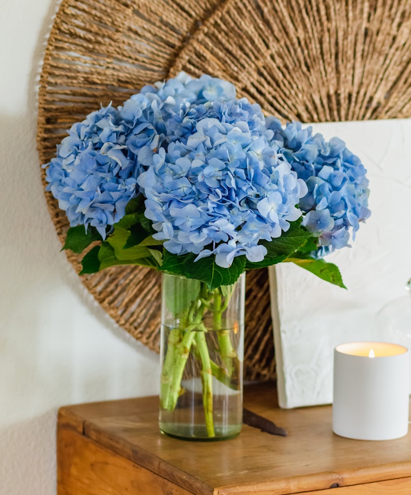 Vibrant blue hydrangea bouquet in a clear glass vase on a wooden table, with a burning candle and woven wall decor in a cozy room setting.