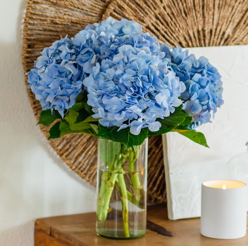Vibrant blue hydrangea bouquet in a clear glass vase on a wooden table, with a burning candle and woven wall decor in a cozy room setting.