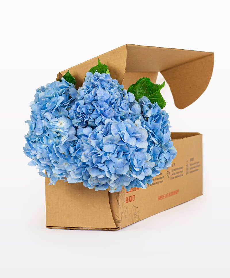 Vibrant blue hydrangea bouquet emerging from a brown cardboard box against a white background, illustrating online flower delivery or unboxing experience.
