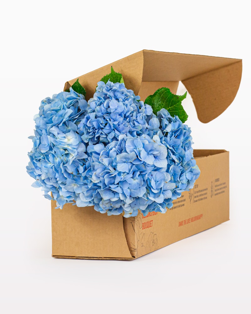 Vibrant blue hydrangea bouquet emerging from a brown cardboard box against a white background, illustrating online flower delivery or unboxing experience.