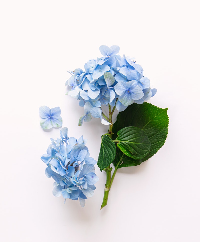 A delicate blue hydrangea with vibrant green leaves and a single loose petal on a clean white background, representing simplicity and natural beauty in bloom.