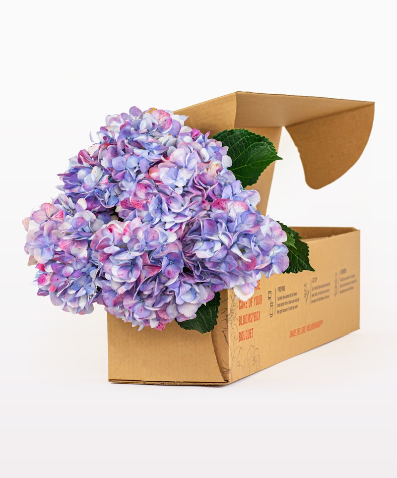 Vibrant blue and purple hydrangea bouquet emerging from an open cardboard box against a white background, depicting a fresh flower delivery concept.