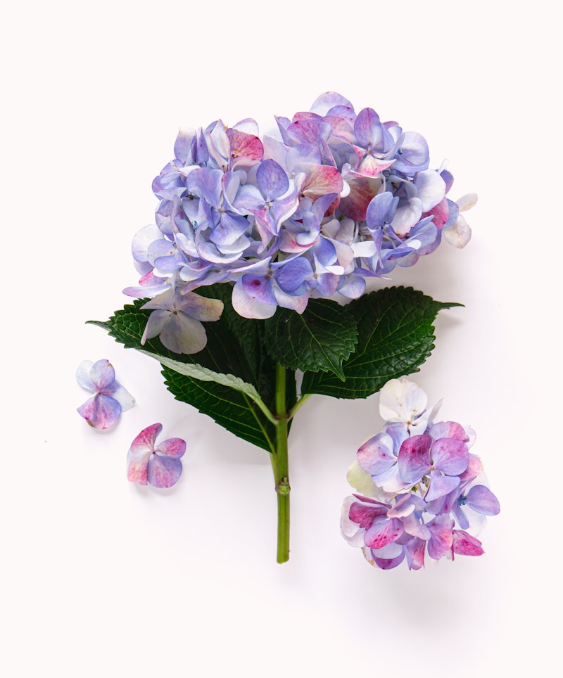 Vibrant hydrangea flowers with lush green leaves and scattered petals isolated on a white background, showcasing the plant's delicate purple and pink hues.