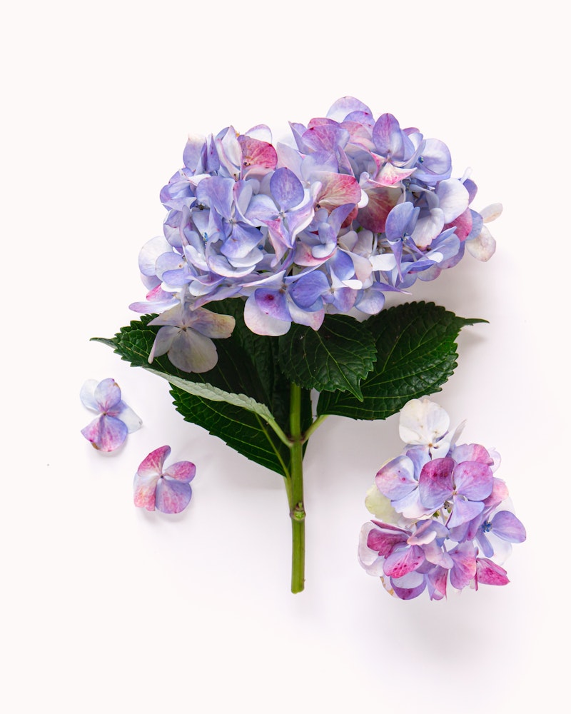 Vibrant hydrangea flowers with lush green leaves and scattered petals isolated on a white background, showcasing the plant's delicate purple and pink hues.