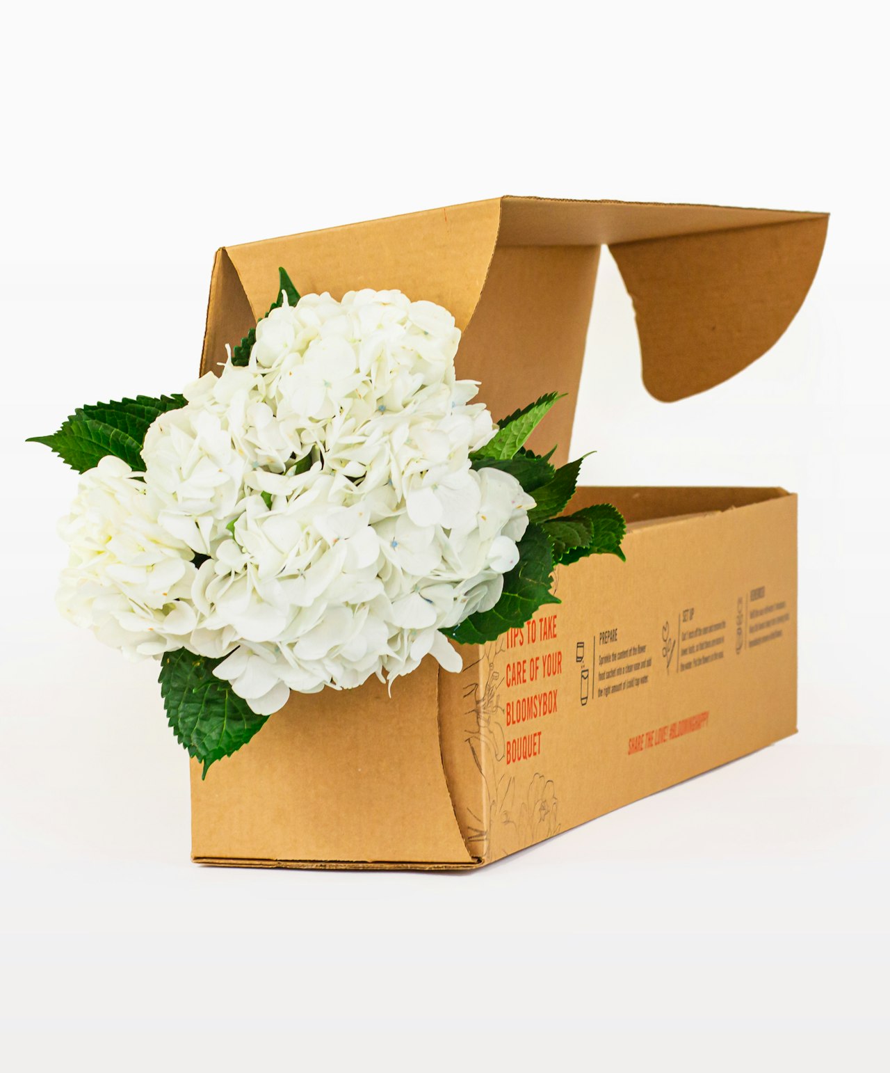 Elegant white hydrangeas nestled in a sustainable cardboard floral box, ready for gifting.