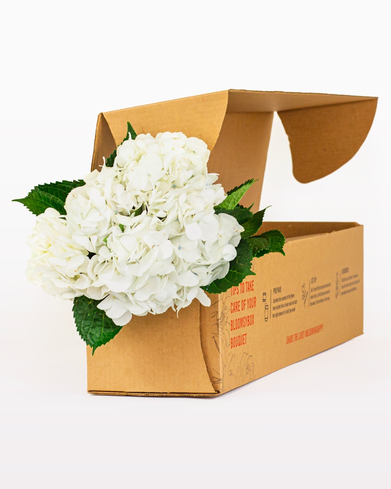 Cardboard box with fresh white hydrangea flowers and green leaves spilling out, set against a clean, white background, symbolizing delivery of florals.