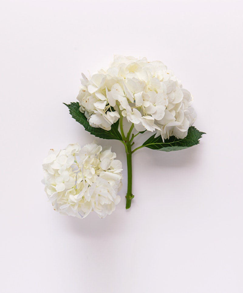 Two white hydrangea blooms with lush green leaves set against a clean, pale background, showcasing the delicate petals and natural elegance of the flowers.