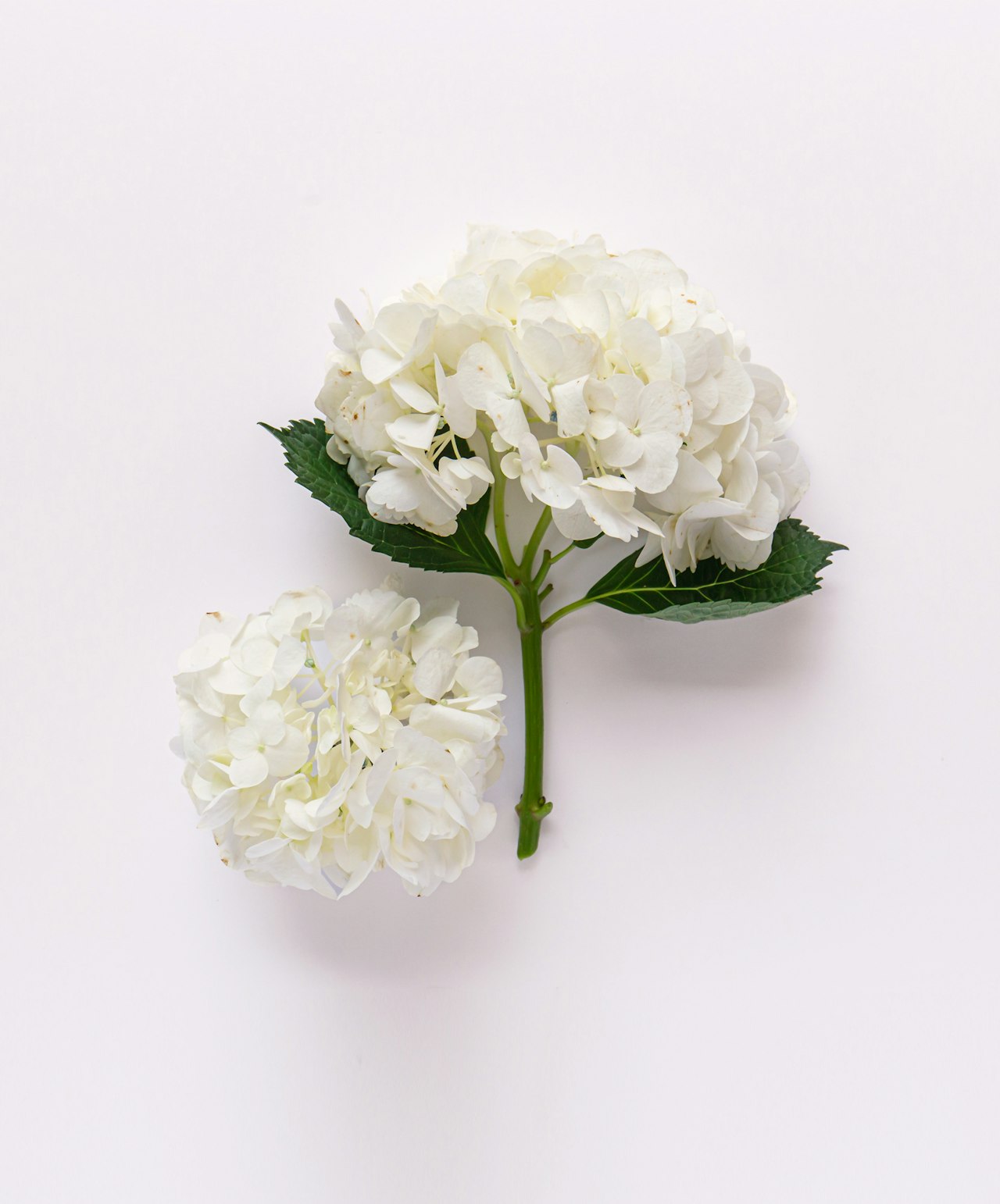 Elegant white hydrangeas with lush green leaves, perfect for floral arrangements.