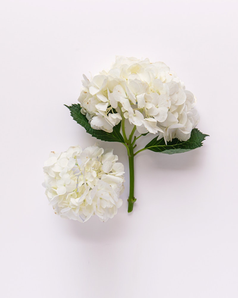 Two white hydrangea blooms with lush green leaves set against a clean, pale background, showcasing the delicate petals and natural elegance of the flowers.