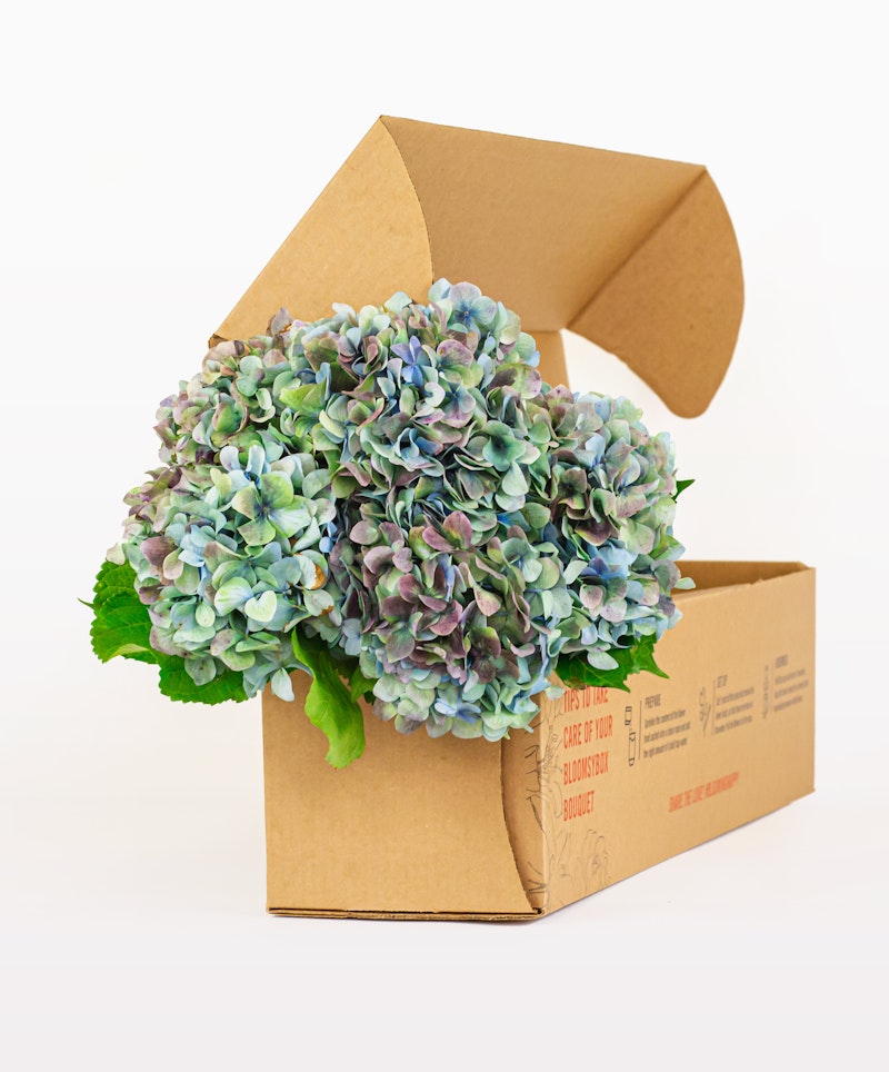 Vibrant hydrangea flowers with a blend of blue, purple, and green hues spilling out from an open, brown cardboard box on a white background.