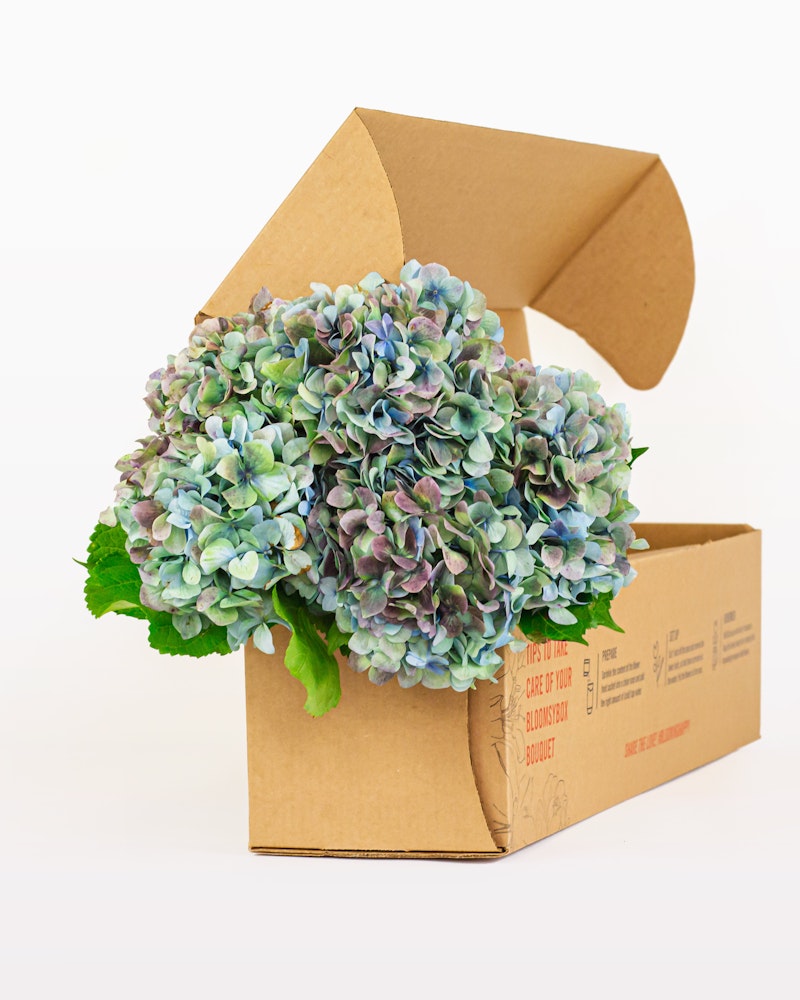 Vibrant hydrangea flowers with a blend of blue, purple, and green hues spilling out from an open, brown cardboard box on a white background.