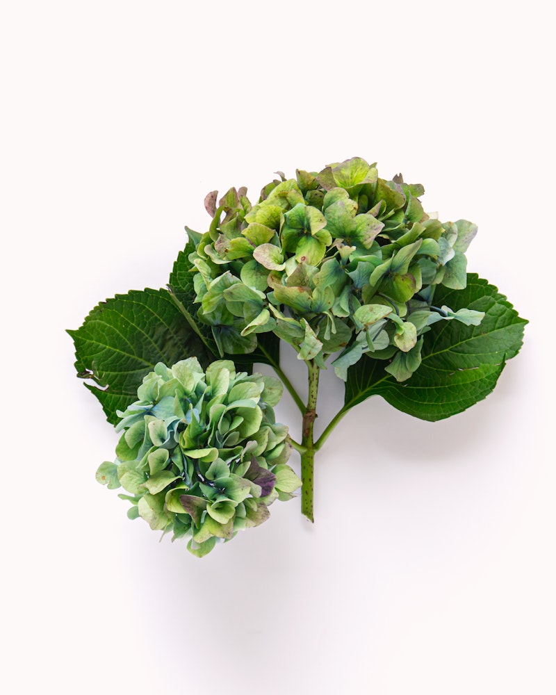 Two hydrangea blooms with shades of green and blue, accompanied by large green leaves, set against a clean white background.