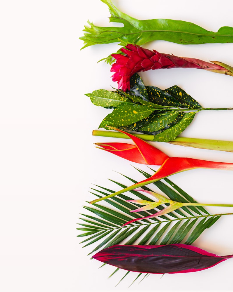 Colorful tropical flowers and leaves including a red ginger flower and bird of paradise arranged diagonally on a white background with space for text.