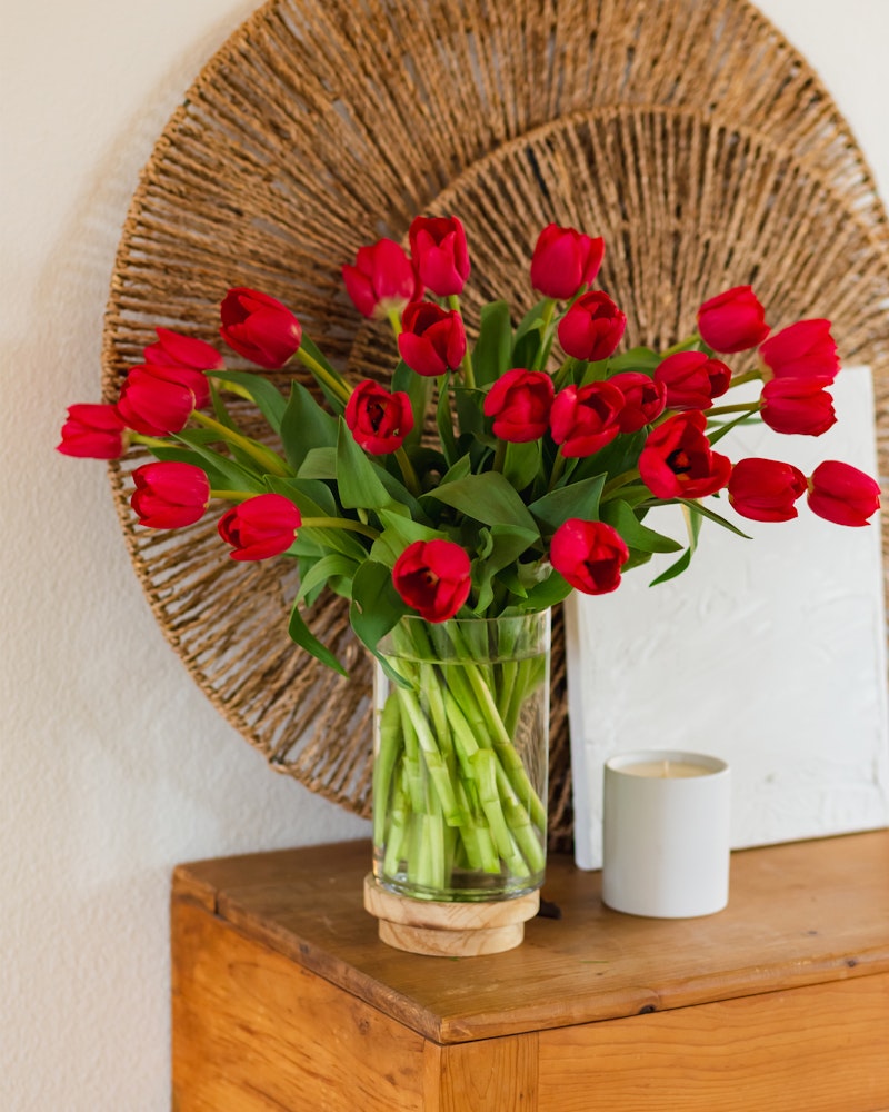 radiant-red-tulip