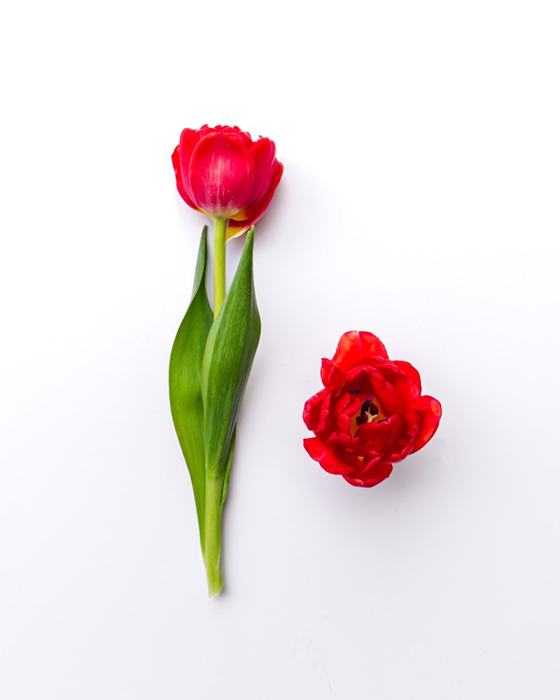 Two vibrant red tulips with green stems and leaves against a clean white background, one tulip is upright while the other is lying on its side.